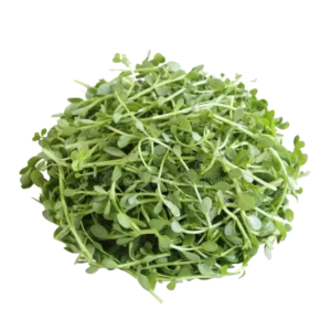 Bacopa Leaves