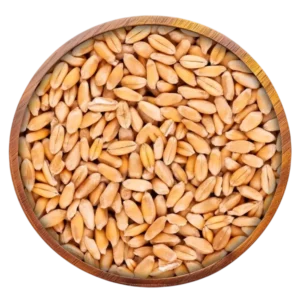 Wheat
